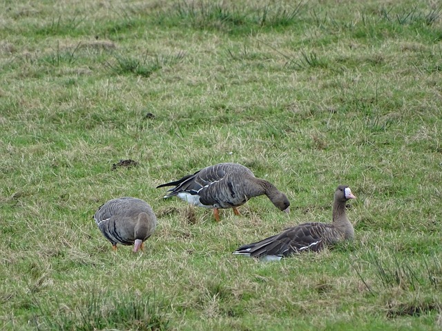 有位美国妇 有位美国妇